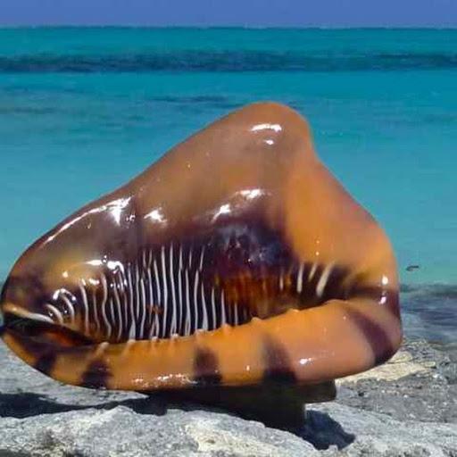conch