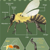 Bee Anatomy