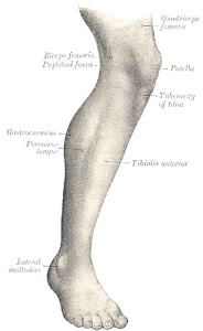 Human leg