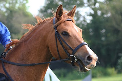 Bridle