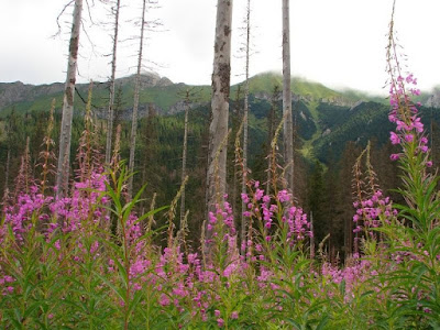 Woodland