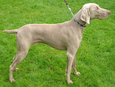 Weimaraner