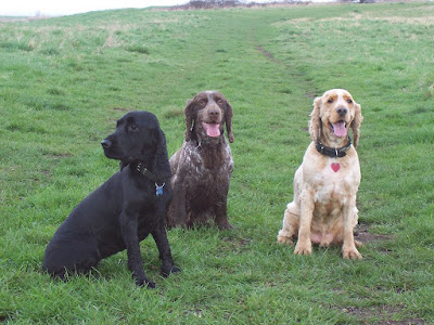 Spaniel