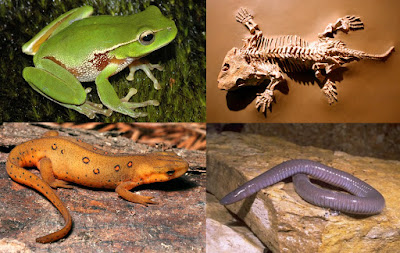 Amphibian