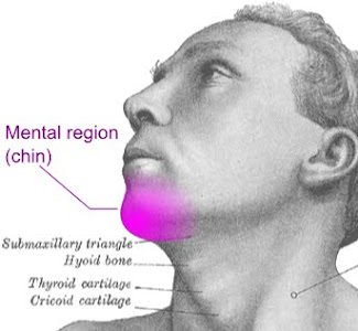 Chin