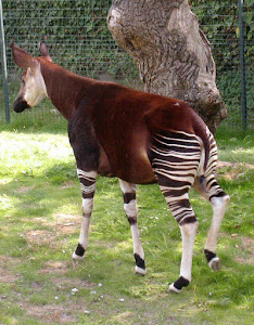 Giraffidae