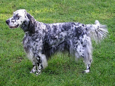 Setter