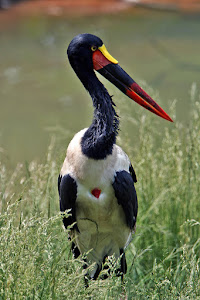 Stork