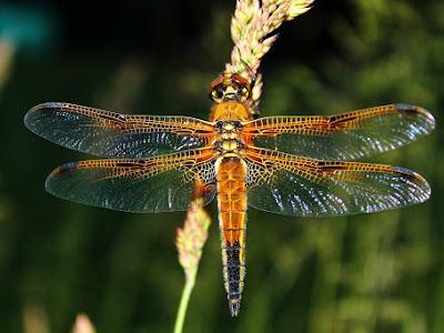 Чарівна бабка (Dragonfly)