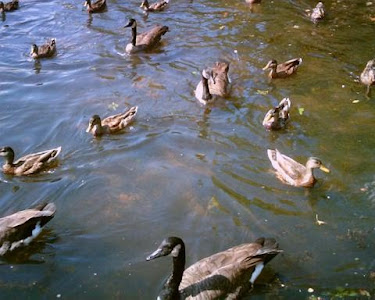 Water bird