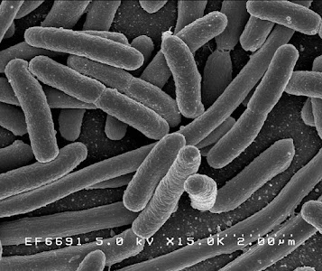 Organism