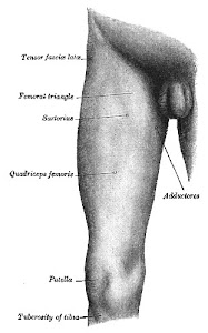 Thigh
