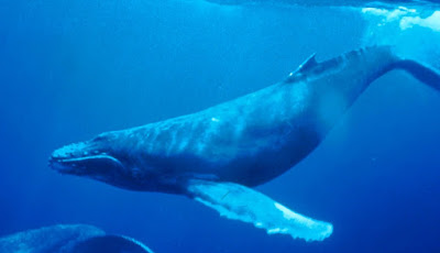 Marine mammal