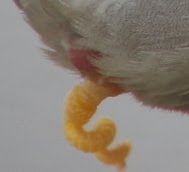 Penis