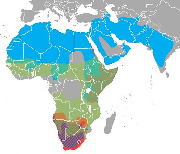 Hyena