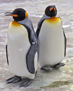 Flightless bird