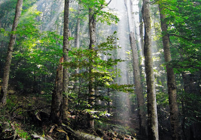 Wilderness
