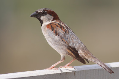 Sparrow