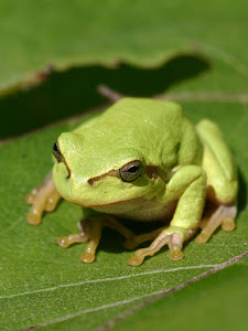 Tree frog