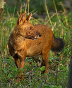Dhole