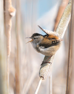Wren