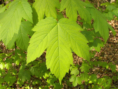 Maple leaf