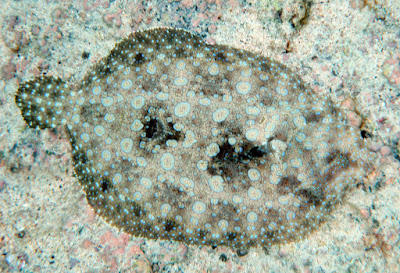 Camouflage