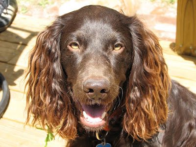 Boykin Spaniel
