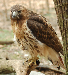 Accipitriformes