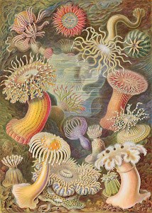 Marine invertebrates