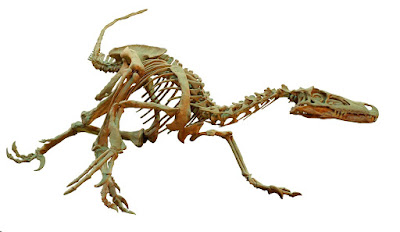 Velociraptor