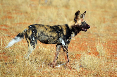 African wild dog