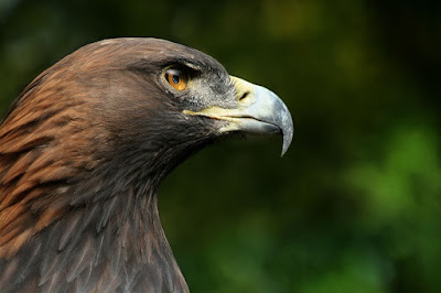 Bird of prey